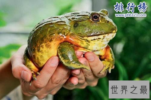 十大奇特动物:长得像蝙蝠的鱼和三眼虾(和恐龙一个时代)