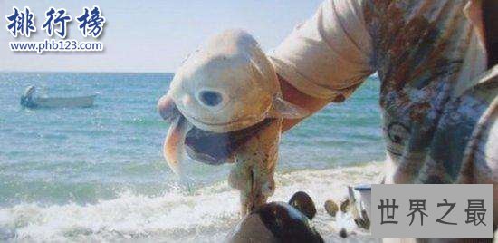 十大奇特动物:长得像蝙蝠的鱼和三眼虾(和恐龙一个时代)