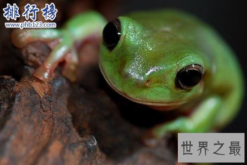 十大奇特动物:长得像蝙蝠的鱼和三眼虾(和恐龙一个时代)