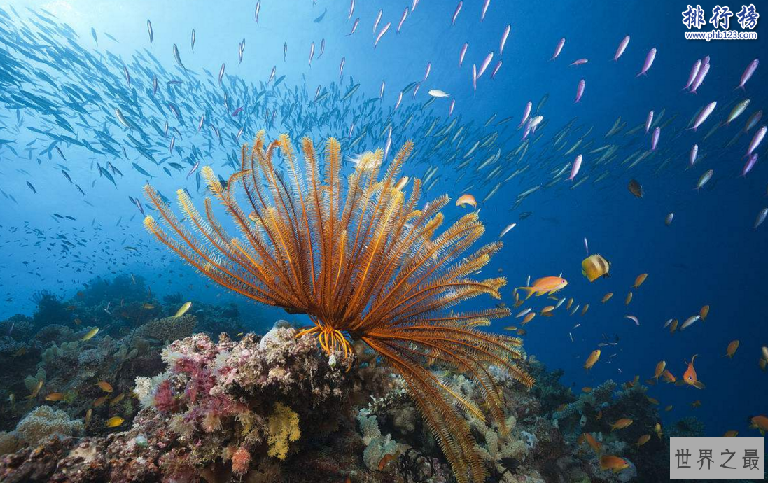 十大奇特动物:长得像蝙蝠的鱼和三眼虾(和恐龙一个时代)