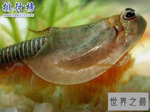 十大奇特动物:长得像蝙蝠的鱼和三眼虾(和恐龙一个时代)