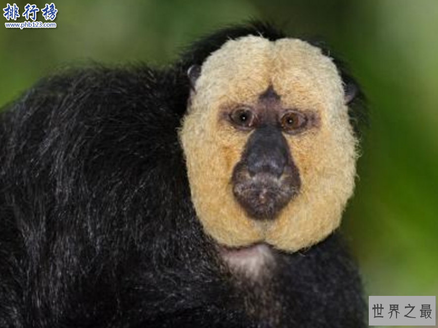 十大奇特动物:长得像蝙蝠的鱼和三眼虾(和恐龙一个时代)