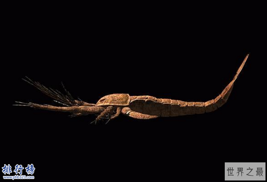 已灭绝的十大巨怪:咬合力媲美霸王龙的鱼(9米长4吨重)