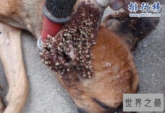 狗身上有蜱虫怎么办 蜱虫狗怎么治疗(内附图片恶心慎点)