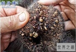 狗狗最恶心的疾病：蜱虫狗(内附图片恶心慎点)