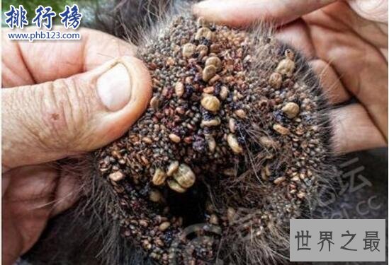 狗身上有蜱虫怎么办 蜱虫狗怎么治疗(内附图片恶心慎点)