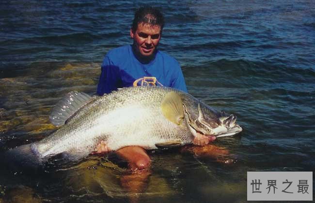 世界十大最凶猛淡水鱼,亚马逊鲇鱼能扯断承重400斤的鱼线