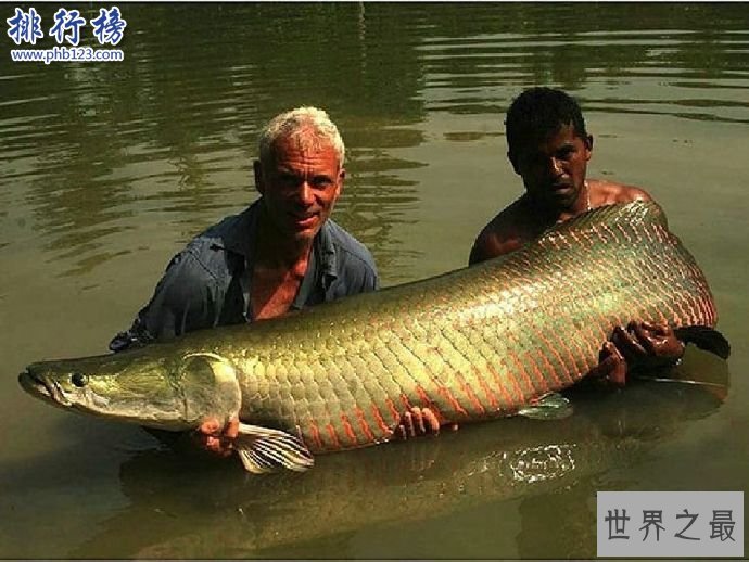 世界十大最凶猛淡水鱼,亚马逊鲇鱼能扯断承重400斤的鱼线