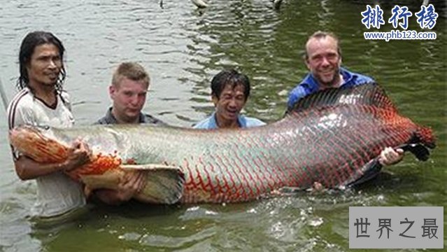 世界十大最凶猛淡水鱼,亚马逊鲇鱼能扯断承重400斤的鱼线
