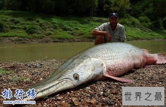世界十大最凶猛淡水鱼,亚马逊鲇鱼能扯断承重400斤的鱼线
