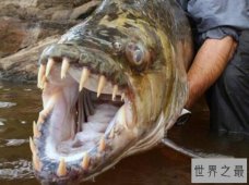 世界十大最凶猛淡水鱼，亚马逊鲇鱼能扯断承重400斤的鱼线