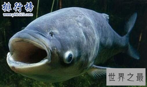 世界十大最凶猛淡水鱼,亚马逊鲇鱼能扯断承重400斤的鱼线
