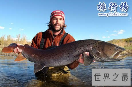 世界十大最凶猛淡水鱼,亚马逊鲇鱼能扯断承重400斤的鱼线