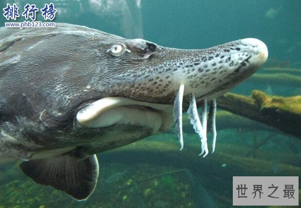 世界十大最凶猛淡水鱼,亚马逊鲇鱼能扯断承重400斤的鱼线