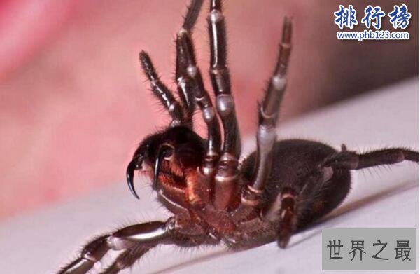 世界十大毒王排行榜 澳洲箱水母毒死人仅需30秒