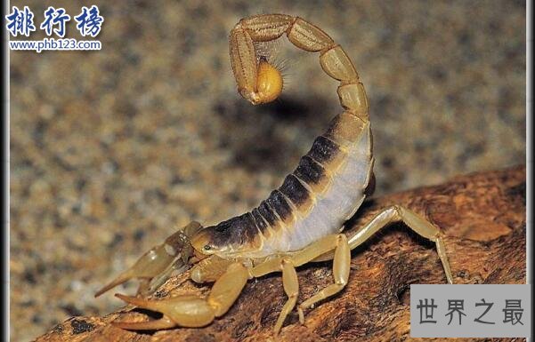 世界十大毒王排行榜 澳洲箱水母毒死人仅需30秒