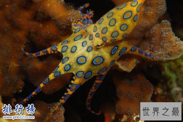 世界十大毒王排行榜 澳洲箱水母毒死人仅需30秒