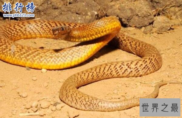 世界十大毒王排行榜 澳洲箱水母毒死人仅需30秒