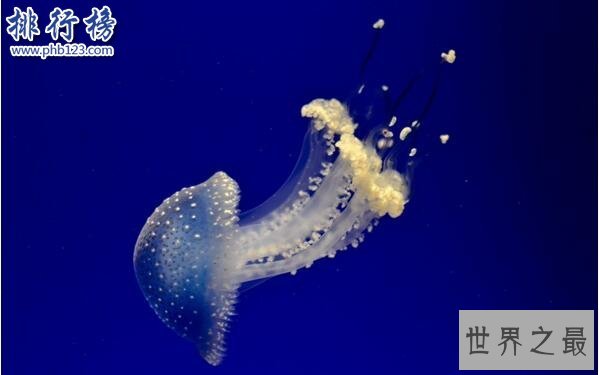 世界十大毒王排行榜 澳洲箱水母毒死人仅需30秒