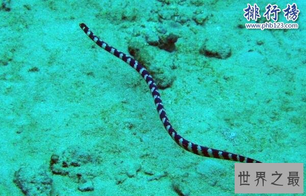 世界十大毒王排行榜 澳洲箱水母毒死人仅需30秒