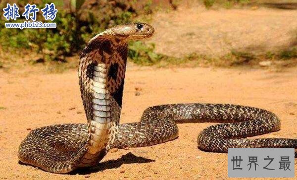 世界十大毒王排行榜 澳洲箱水母毒死人仅需30秒