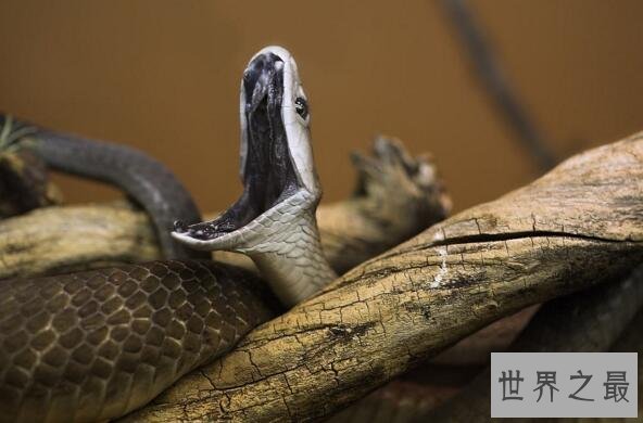 世界十大毒王排行榜 澳洲箱水母毒死人仅需30秒