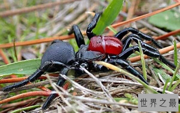 世界上十大最毒的蜘蛛排名 巴西游走蛛可使男人终生阳痿