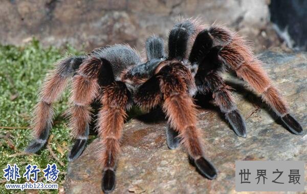 世界上十大最毒的蜘蛛排名 巴西游走蛛可使男人终生阳痿