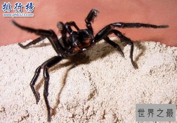 世界上十大最毒的蜘蛛排名 巴西游走蛛可使男人终生阳痿