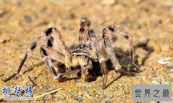 世界上十大最毒的蜘蛛排名 巴西游走蛛可使男人终生阳痿