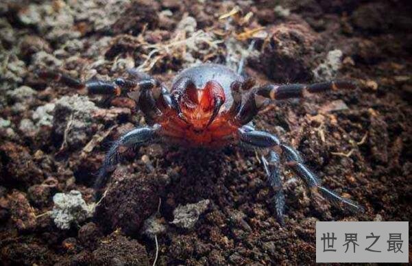 世界上十大最毒的蜘蛛排名 巴西游走蛛可使男人终生阳痿