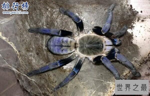 世界上十大最毒的蜘蛛排名 巴西游走蛛可使男人终生阳痿