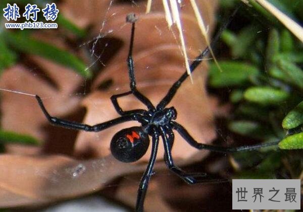 世界上十大最毒的蜘蛛排名 巴西游走蛛可使男人终生阳痿