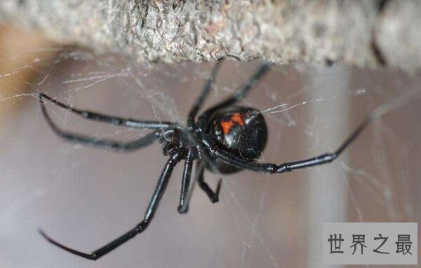 世界上十大最毒的蜘蛛排名 巴西游走蛛可使男人终生阳痿