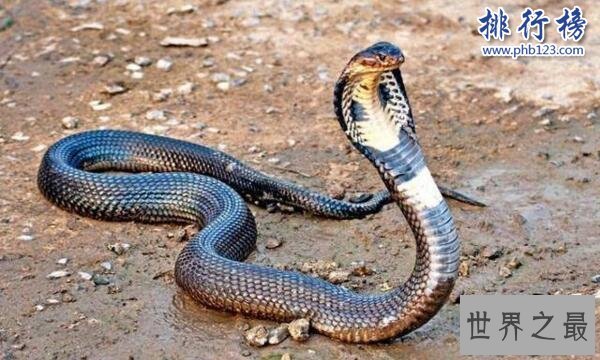 世界十大毒王排行榜 澳洲箱水母毒死人仅需30秒