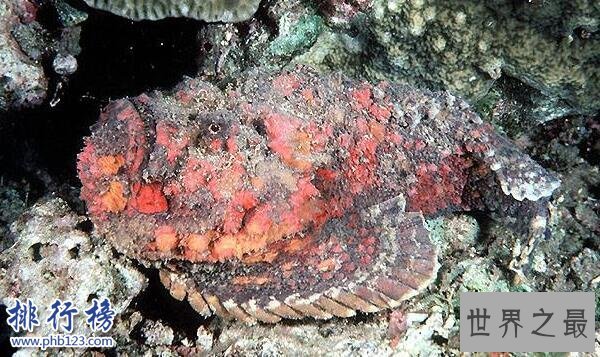 世界十大毒王排行榜 澳洲箱水母毒死人仅需30秒