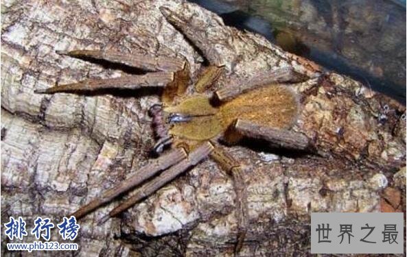 世界上十大最毒的蜘蛛排名 巴西游走蛛可使男人终生阳痿