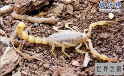 世界上最毒的蝎子:巴勒斯坦毒蝎,中东杀人狂魔(蛰一下致命)