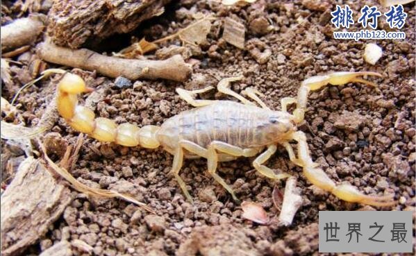 世界上最毒的蝎子:巴勒斯坦毒蝎,中东杀人狂魔(蛰一下致命)