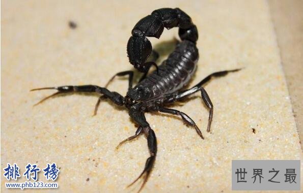 世界上最毒的蝎子:巴勒斯坦毒蝎,中东杀人狂魔(蛰一下致命)