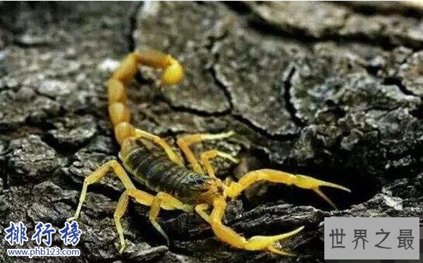 世界上最毒的蝎子:巴勒斯坦毒蝎,中东杀人狂魔(蛰一下致命)