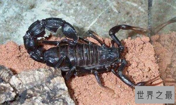世界上最毒的蝎子:巴勒斯坦毒蝎,中东杀人狂魔(蛰一下致命)
