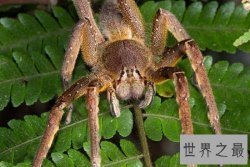 世界上最毒的蜘蛛:巴西游走蛛,毒素可导致男性永久阳萎