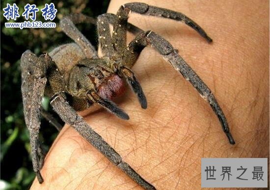 世界上最毒的蜘蛛:巴西游走蛛,毒素可导致男性永久阳萎