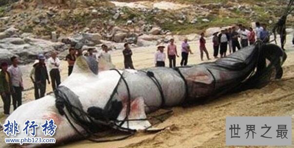 新疆喀纳斯湖水怪之谜真相大白,疑似15米32吨的巨型哲罗鲑(视频)