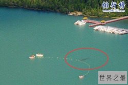 新疆喀纳斯湖水怪之谜真相大白,疑似15米32吨的巨型哲罗鲑(视频)