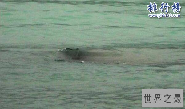 新疆喀纳斯湖水怪之谜真相大白,疑似15米32吨的巨型哲罗鲑(视频)