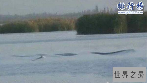 新疆喀纳斯湖水怪之谜真相大白,疑似15米32吨的巨型哲罗鲑(视频)