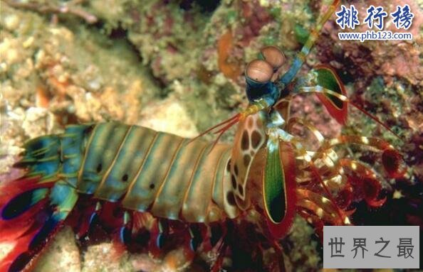 世界上最凶猛的虾:雀尾螳螂虾,可击穿防弹玻璃(视频)