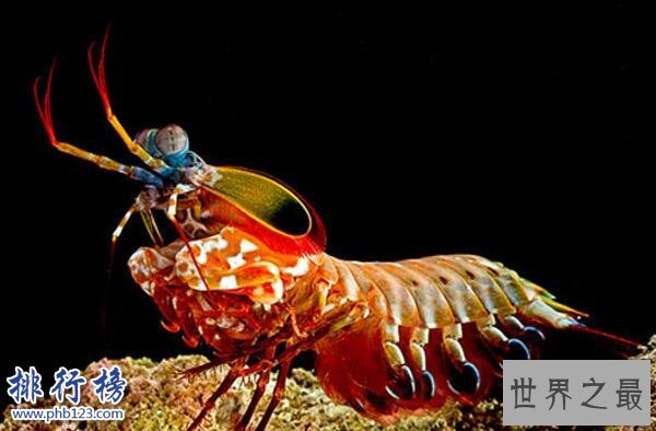 世界上最凶猛的虾:雀尾螳螂虾,可击穿防弹玻璃(视频)